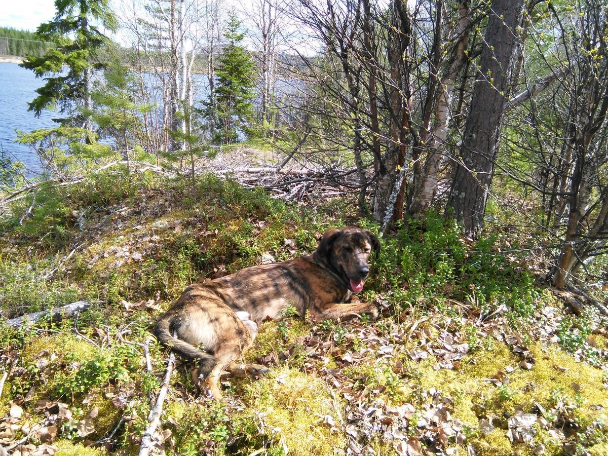 Gafsele Lappland Hostel Väster Gafsele المظهر الخارجي الصورة